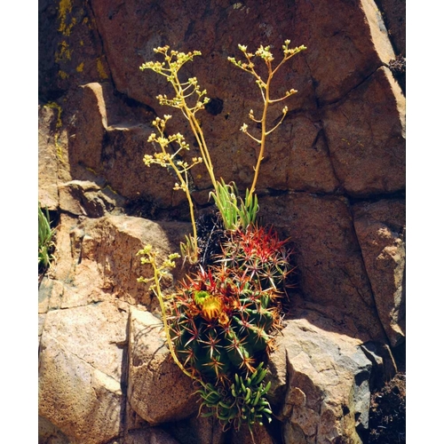 CA, Mission Trails Barrel Cactus and Succulent